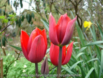 Couleur Cardinal
