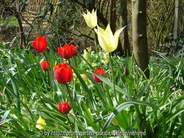 Couleur Cardinal und White Triumphator
