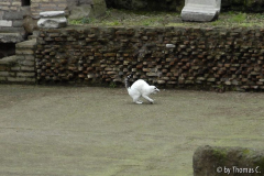 Rom Katzenforum 14