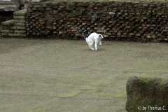 Rom Katzenforum 15