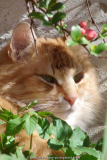 Kater
