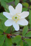 Käfer