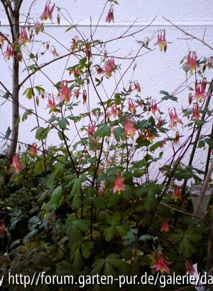 Aquilegia canadensis 2012