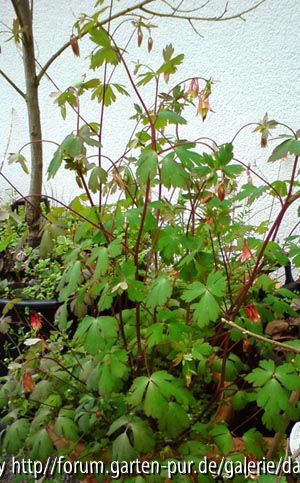 Aquilegia canadensis 2012