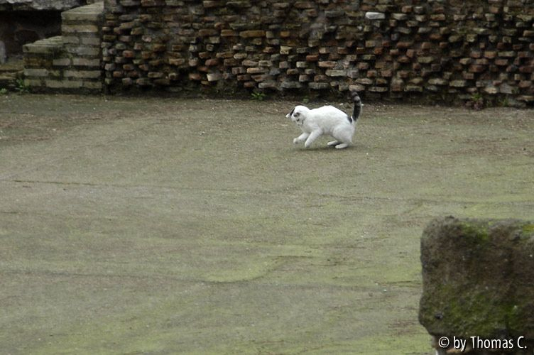 Rom Katzenforum 18