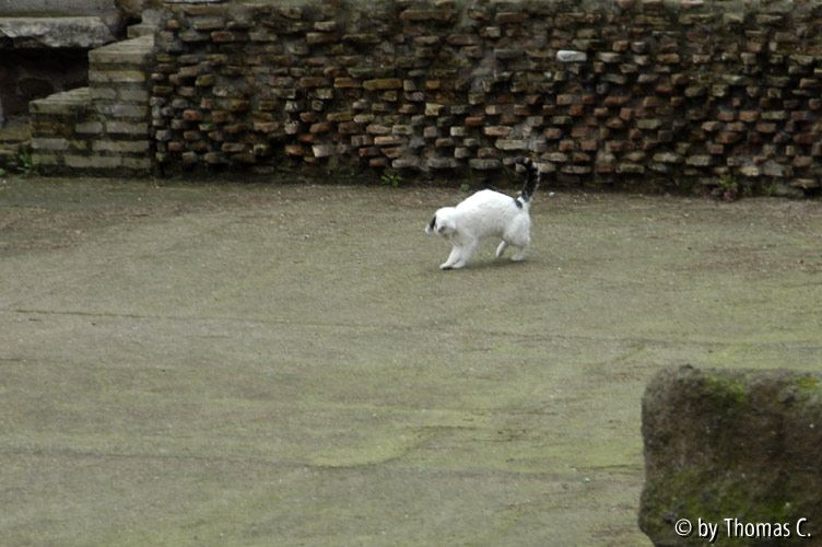 Rom Katzenforum 19