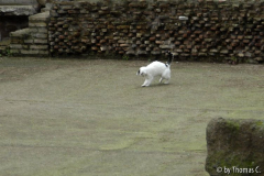 Rom Katzenforum 19
