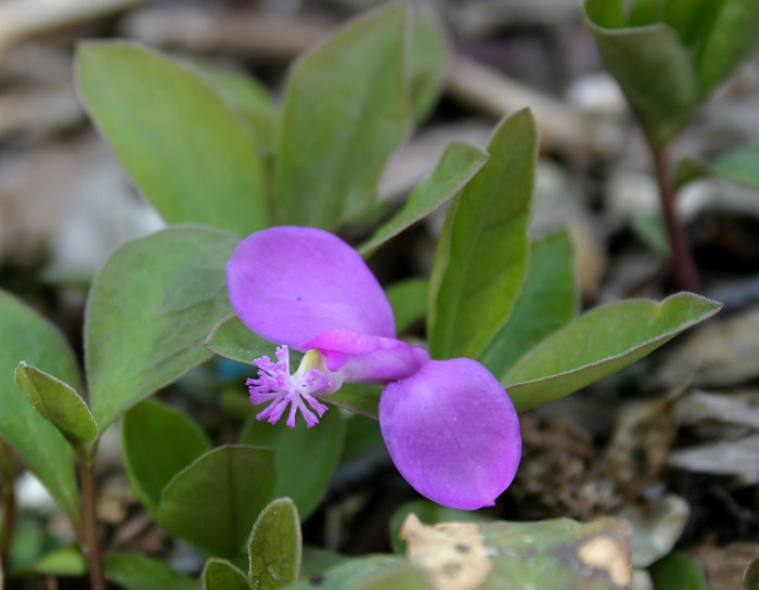 Triclisperma paucifolia