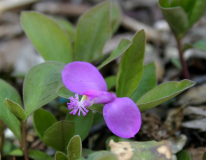 Triclisperma (Polygala) paucifolia