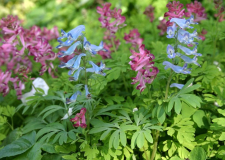 Corydalis bushii + spec.