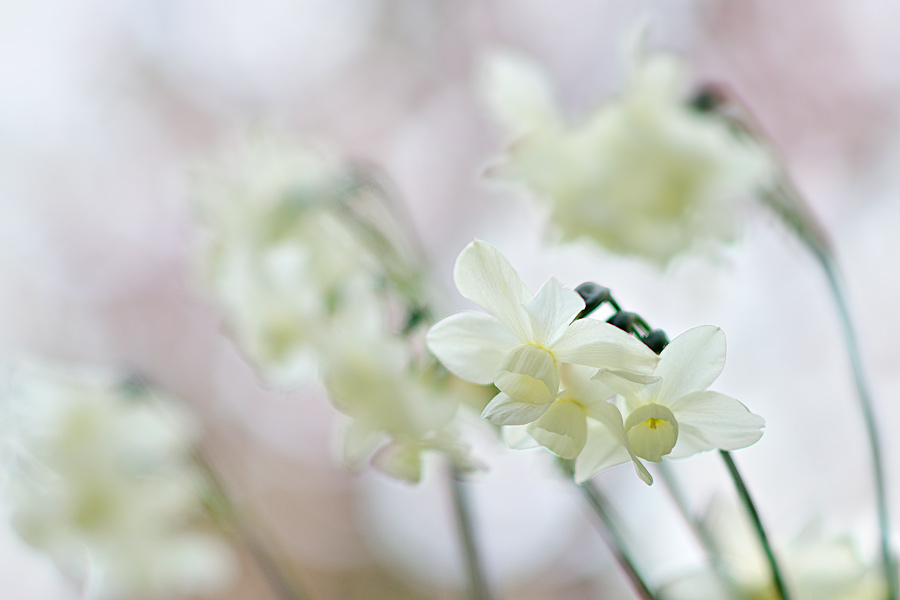 Narcissus ´Petrel´ 30-04-2012