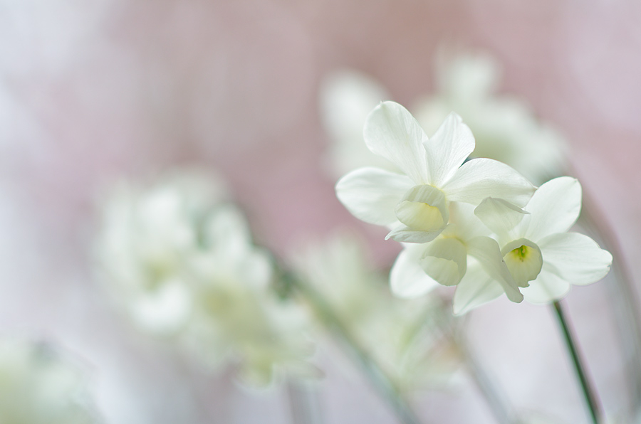 Narcissus Petrel 3 30-04-2012