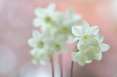 Narcissus ´Petrel´ 2 30-04-2012