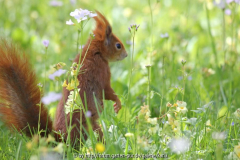 Eichhörnchen Naturwiese