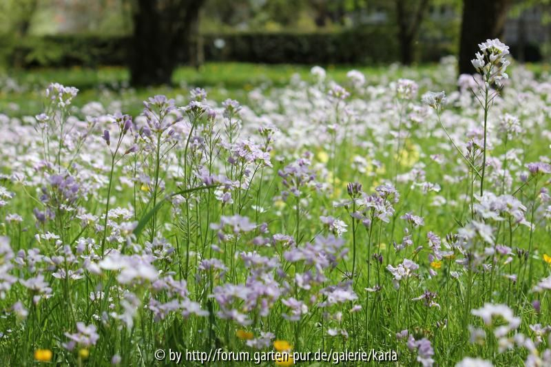 Wiesenschaumkraut
