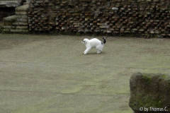 Rom Katzenforum 21