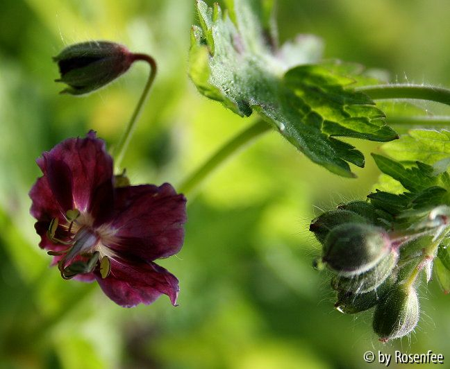 phaeum springtime