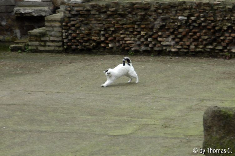 Rom Katzenforum 23