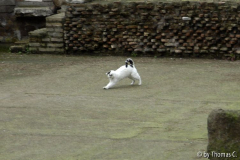 Rom Katzenforum 23