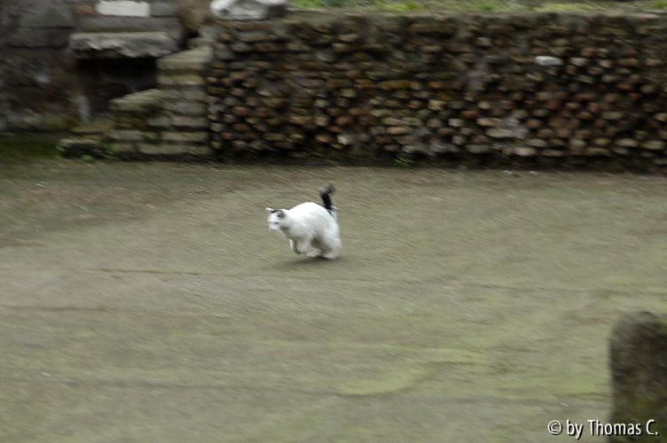 Rom Katzenforum 24