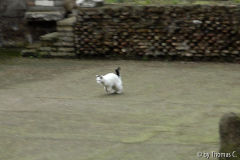 Rom Katzenforum 24
