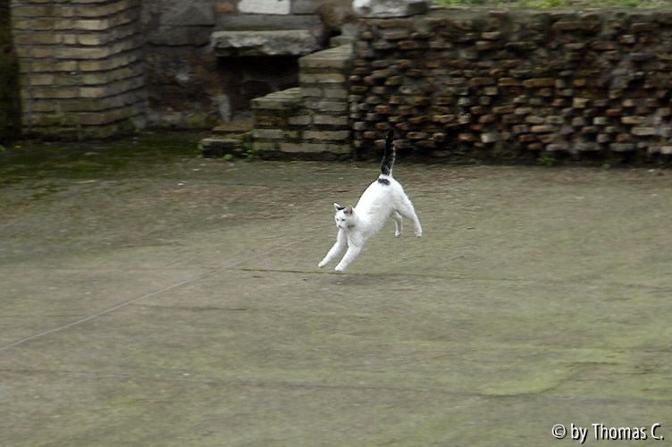 Rom Katzenforum 25