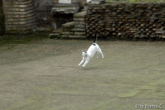 Rom Katzenforum 25
