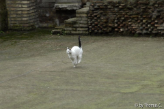 Rom Katzenforum 26