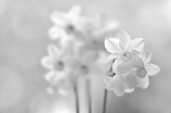 SW-Konversion in Capture NX2 + Photoshop