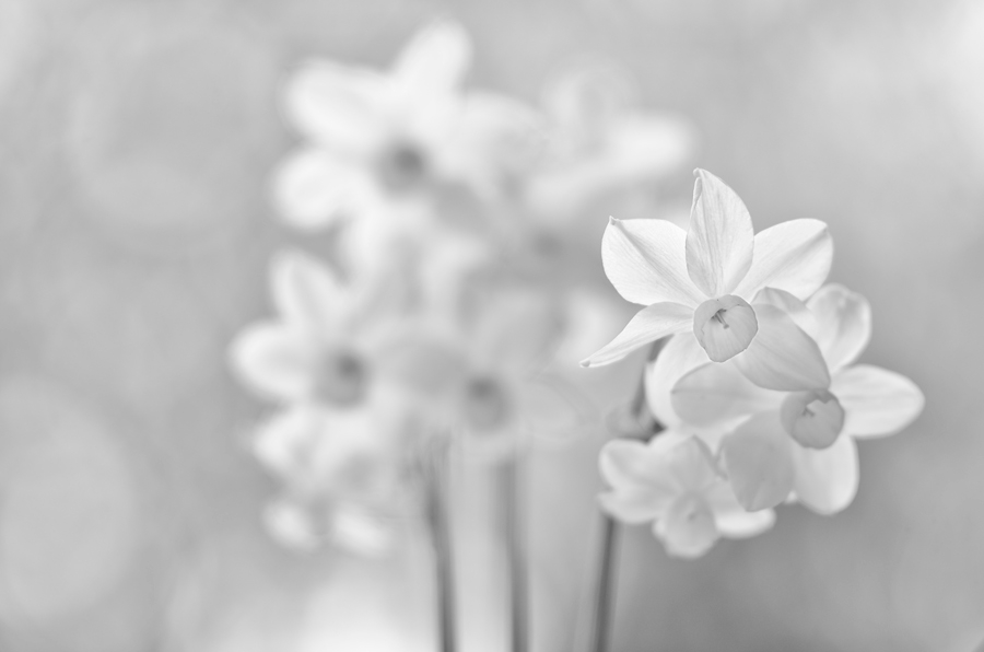 Silver Efex aus Capture NX2 Entwicklung