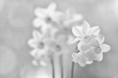 Silver Efex aus Capture NX2 Entwicklung