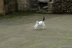 Rom Katzenforum 27