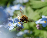 Helophilus pendulus w Mai 12