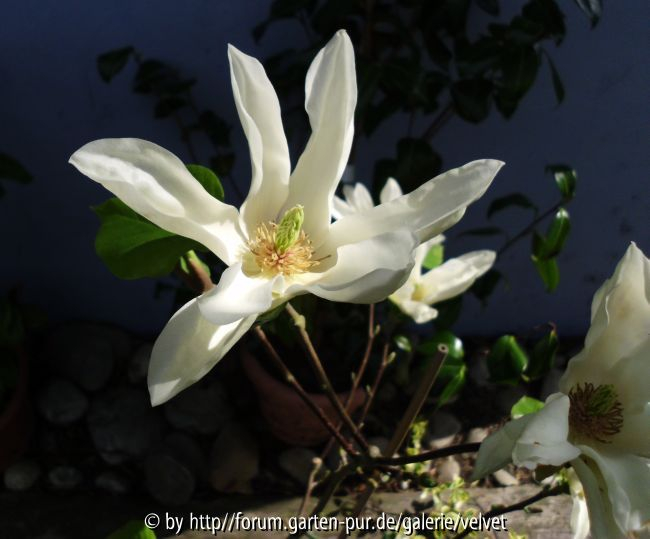 Magnolie Yellow River