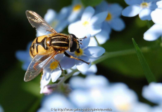 Helophilus pendulus w (von oben) Mai 12