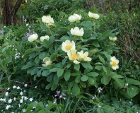 Paeonia daurica ssp. mlokosewitschii