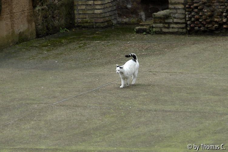 Rom Katzenforum 28