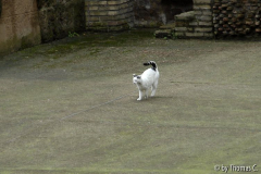 Rom Katzenforum 28