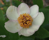 Paeonia daurica ssp. mlokosewitschii