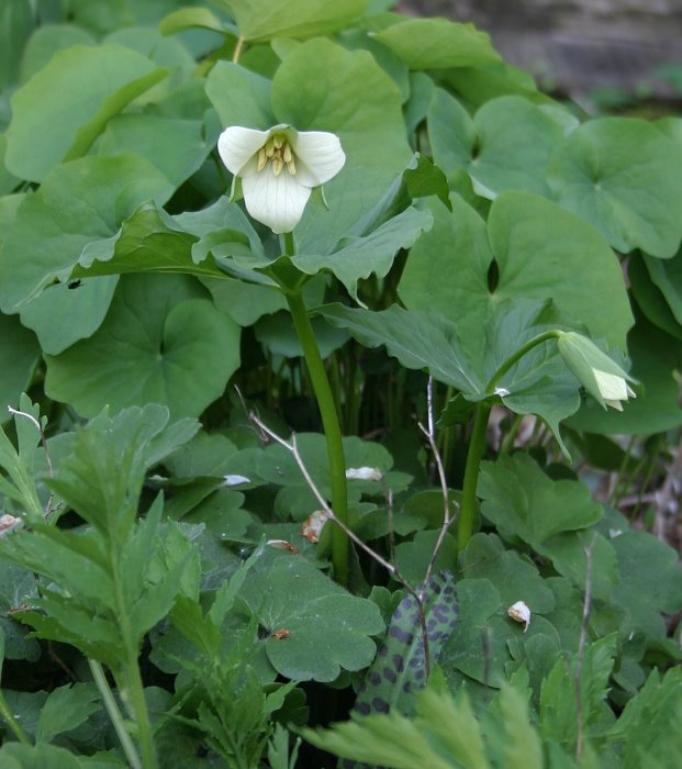 Trillium flexipes