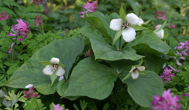 Trillium erectum 'Album'