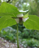 Trillium rugelii