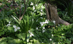 Trillium grandiflorum