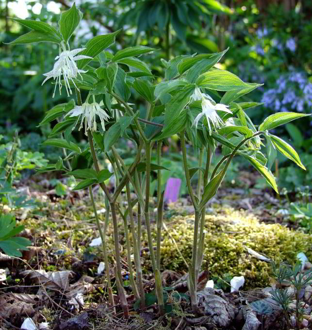 Prosartes maculata (Syn. Disporum maculatum)