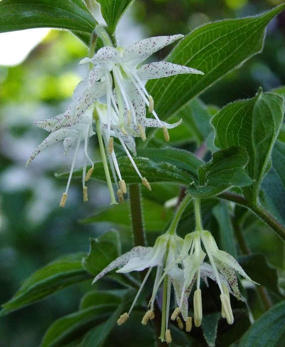 Prosartes maculata (Syn. Disporum maculatum)