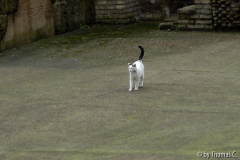 Rom Katzenforum 29