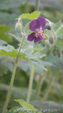 phaeum sämling 2012,02
