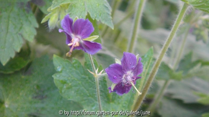 phaeum sämling 2012,01