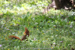 Eichhörnchen Naturwiese1