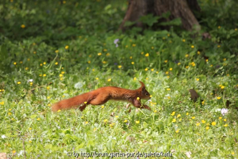 Eichhörnchen Naturwiese6